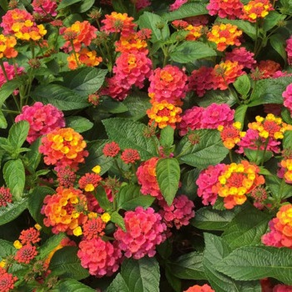 Meet your Posher, Stella